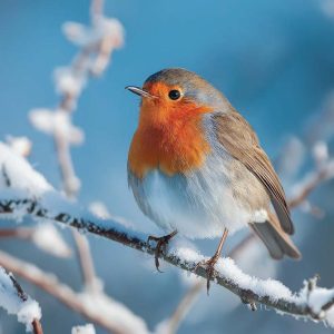 Winter's Day Robin